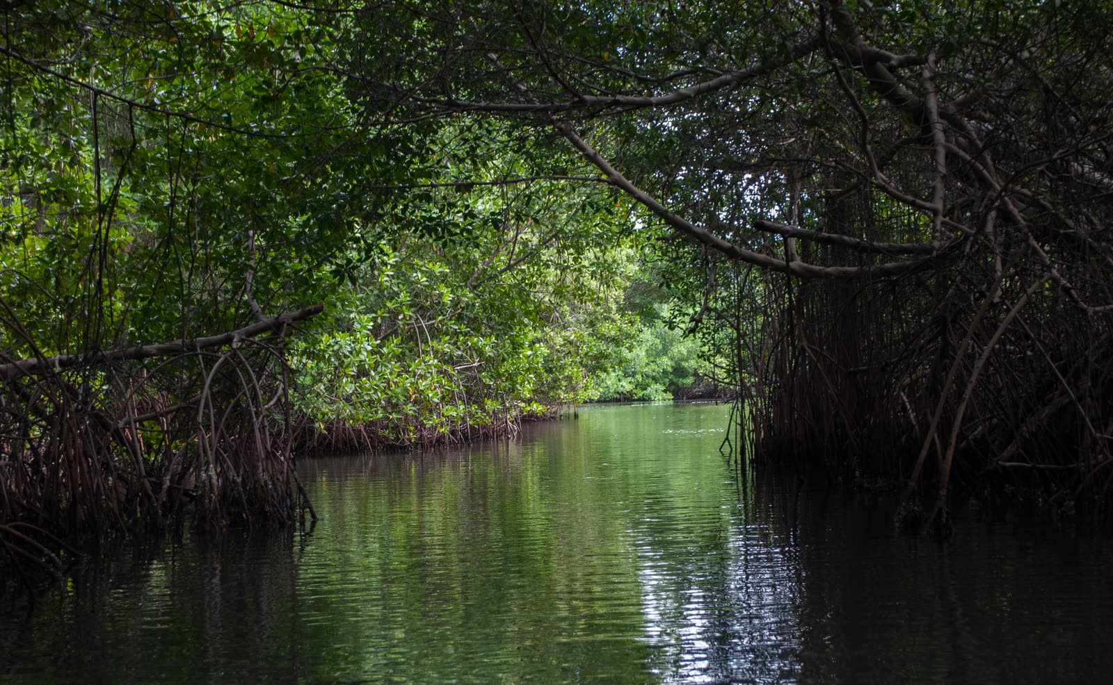 Túnel de manglares sobre el agua en la laguna de La Restinga